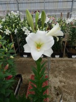 [5712 DJ LF-01 No01.JPG]